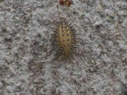 Henosepilachna sp.